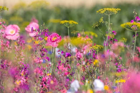 Flowering marginal strips next to agricultural monocultures