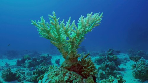 Bleached Hard Table Coral Acropora. Bleaching and death of corals from excessive seawater heating due to climate change and global warming. Decolored corals in Red Sea