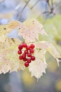 Guelder rose