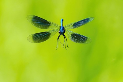 Banded demoiselle