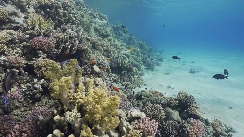 Colorful coral reef with tropical fish on a bright sunny day