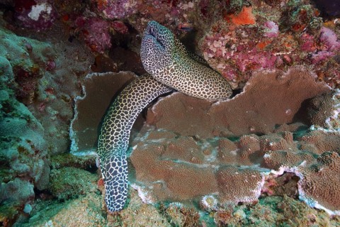 Laced moray