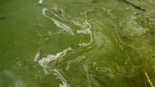 In Black Sea Blue-green algae blooms