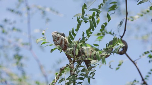 Green chameleon sits on thin branch of tree among green leaves with its tail wrapped around the branch on sunny day on blue sky background. Panther chameleon