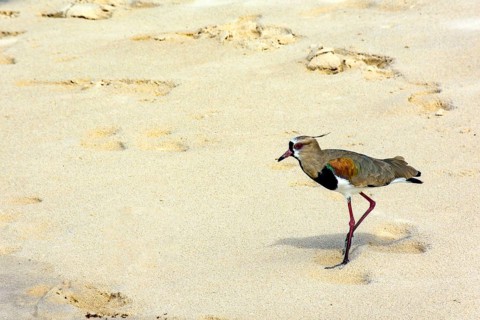Beautiful Southern Lapwing walking on the beach over the sand in Serra Grande in Bahia