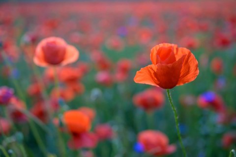 Poppy flowers