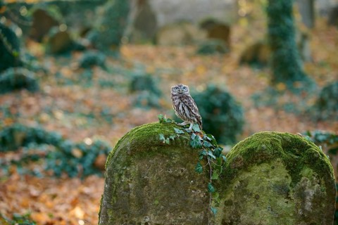 Little Owl