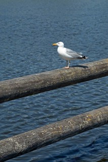 European herring gull