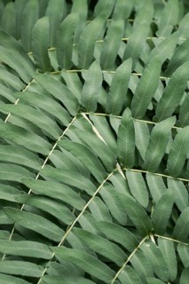 Royal fern