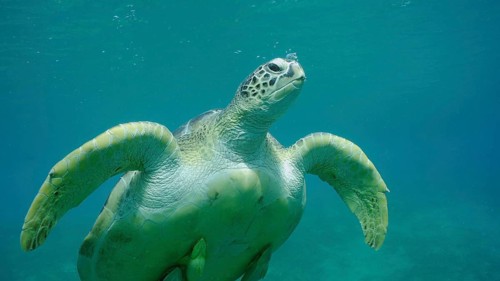 Close-up of Great Green Sea Turtle