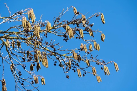 Black alder