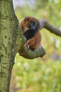 Red-bellied lemur