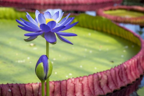 Waterlily in Kew Gardens