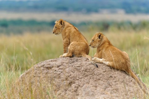 Two cubs