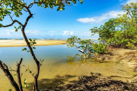 River and mangrove vegetation on the beach sand in Serra Grande on the south coast of Bahia