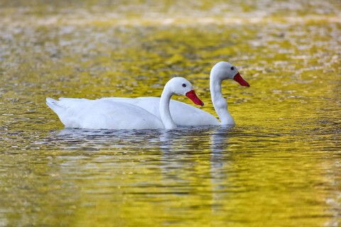 A pair of Coscoroba