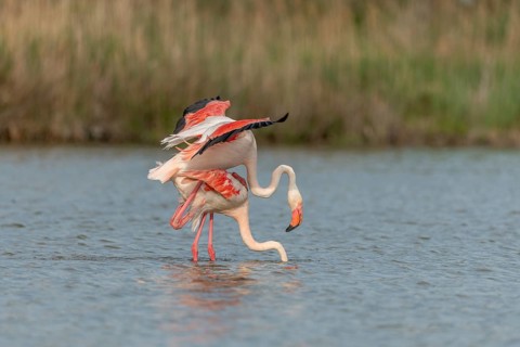 Greater Flamingo