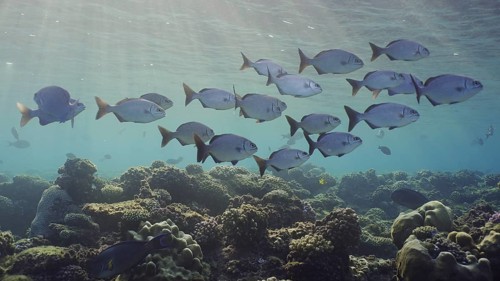 School fishes underwater sun beams and sun shine calming and relaxing ocean scenery backgrounds. Shoal of juvenile Brassy Chub