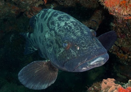 Potato grouper