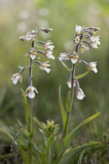 Marsh helleborine