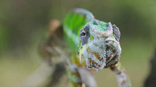 Green chameleon walks along branch and looksat around on bright sunny day on the green trees background. Panther chameleon