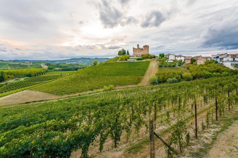 Vineyard in front of the Castello di Grinzane Cavour