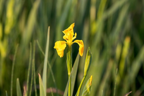 Yellow flag