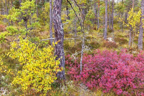 Red blueberry bushes on a bog in a pine forest with autumn colors