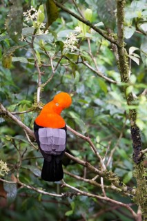 Male Andean cock-of-the-rock