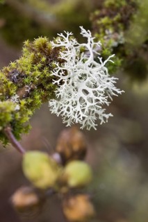 Reindeer lichen