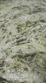 In Black Sea Blue-green algae blooms