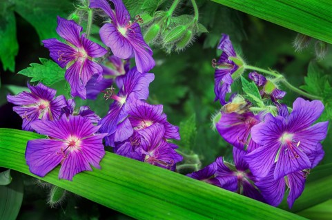 Magnificent cranesbill