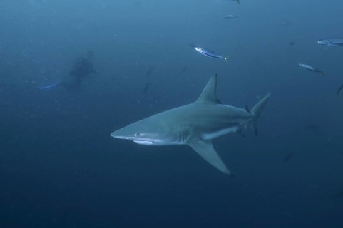 Blacktip shark