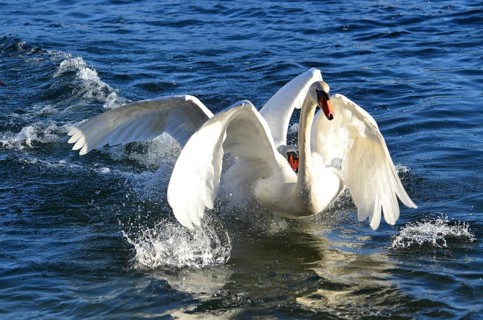 Swans Playing Together on the Blue Water