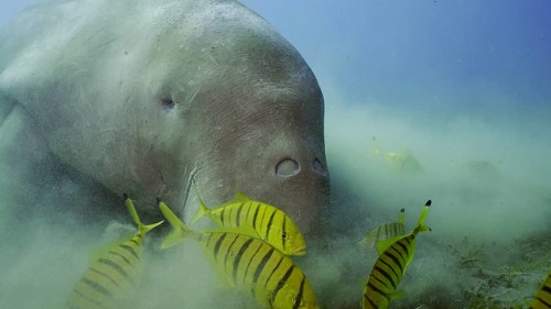 Frontal portrait of Sea Cow