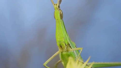 Frontal portrait of Giant green slant-face grasshopper Acrida sitting on spikelet on grass and blue sky background