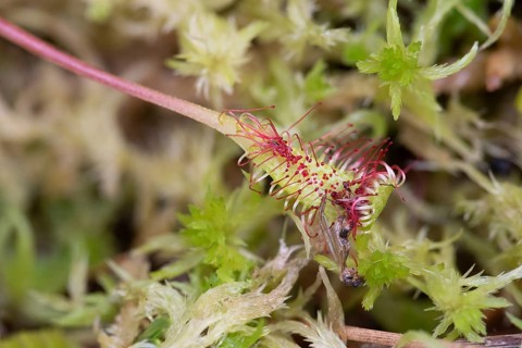 English sundew