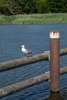 European herring gull