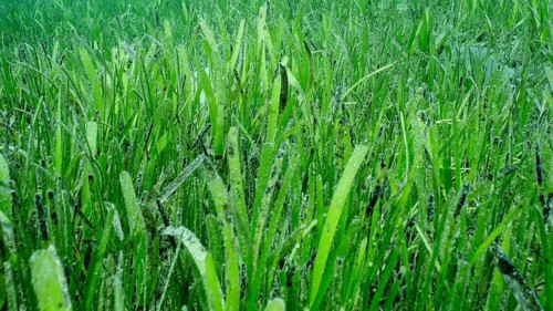 Closeup of seagrass bed covered with Sickle-leaved Cymodocea seagrass