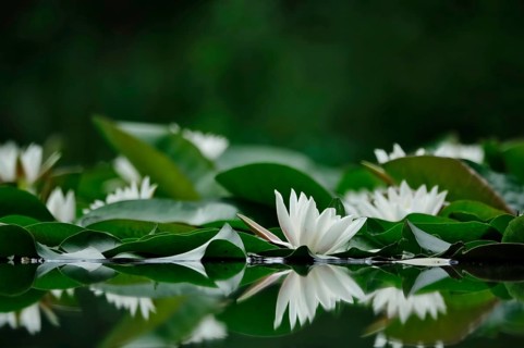 Picturesque white water lilies