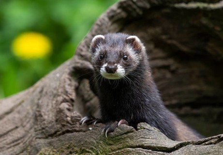 European polecat