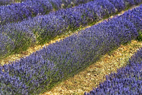 Lavender field