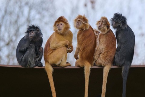 Javan lutung