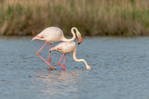 Greater Flamingo