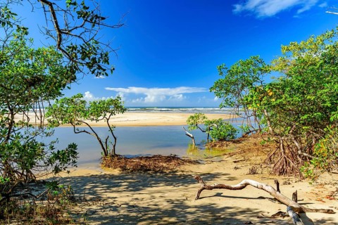 Meeting between the mangrove