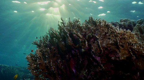 Silhouettes of tropical fish swims next to coral reef on surface water and setting sun background