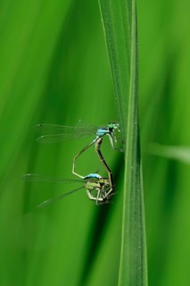 Dragonfly wheel