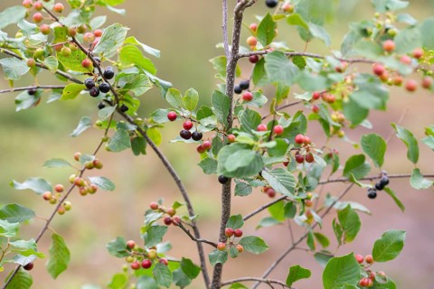 Alder buckthorn