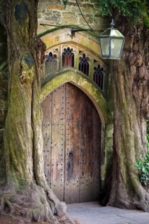Two old english yew