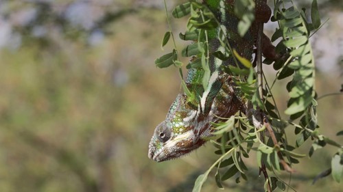 Close-up of bright green chameleon hanging down swaying on thin tree branch among green leaves on sunny day. Panther chameleon